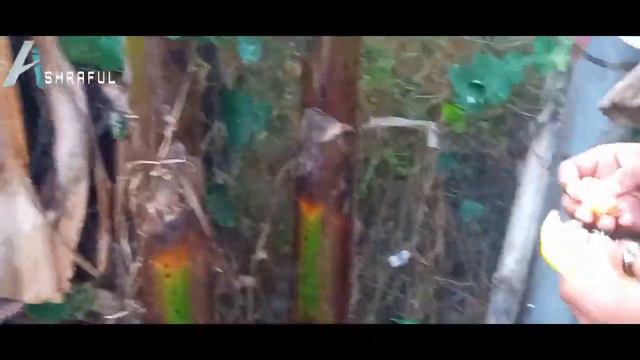 বন্ধুরা মিলে সাভানা পার্কে এক দিন। One day in Savanna park. BikerZ смотреть онлайн