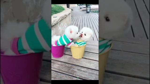 Маленькие, Пушистые, Милые Собаки, шпиц Забавный и милый шпиц смотреть онлайн