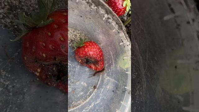 Мелкие личинки в землянике крупноплодной-кто это? И как бороться? смотреть онлайн