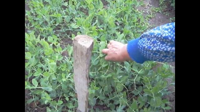 Сетка для гороха смотреть онлайн