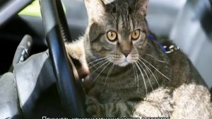 Как перевозить кота в машине на дальние расстояния