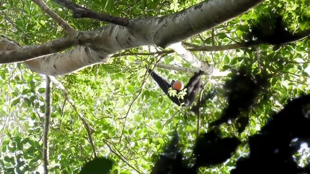 Гиббон - поющая обезьяна. Все части - Документальный фильм смотреть онлайн