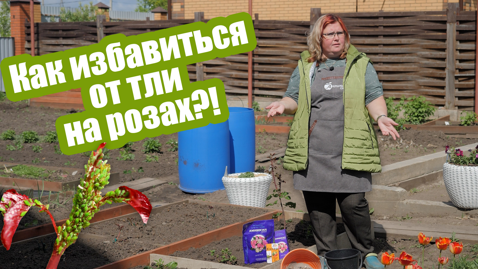 Тли на розах больше не будет! Самые эффективные средства от тлей смотреть онлайн