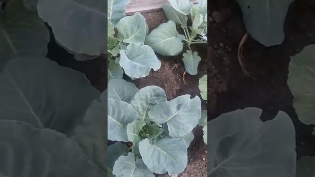 Как сохранить кочаны капусты на зиму смотреть онлайн