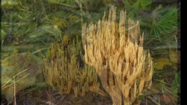 Готовим здоровую пищу 