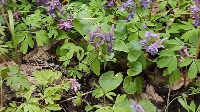 Прогулка с малышом. 28.04.2021г. Гуляем в лесопарке и по пр. Победы Курск. смотреть онлайн