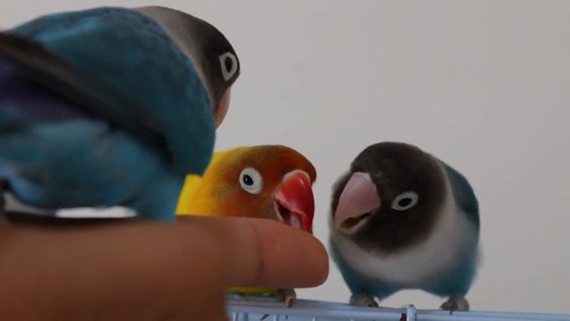 Cockatiel vs Lovebird which is BETTER for You смотреть онлайн
