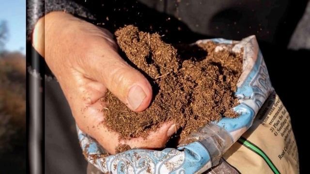 How to grow, Fertilizing, And Harvesting Cherry In Pots | Grow Fruits at Home - Gardening tips смотреть онлайн