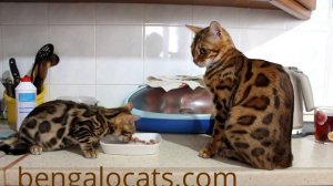 Бенгальская кошка.Бенгальские котята