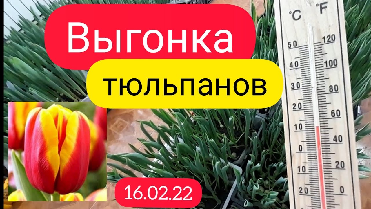 Выгонка тюльпанов без теплицы в домашних условиях | Обзор 16.02.22г.