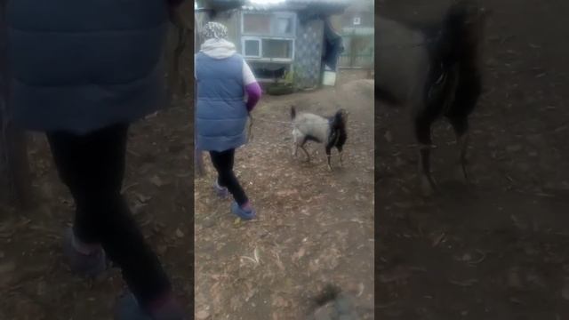 Самсон выполнил работу! смотреть онлайн