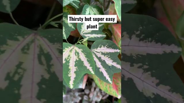 The best plant for overwaterer | Passiflora Trifasciata смотреть онлайн