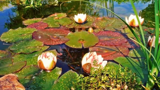 Исцеляющие Настрои Ефима Лео - 006 - СЛОВА-ЦЕЛИТЕЛИ смотреть онлайн