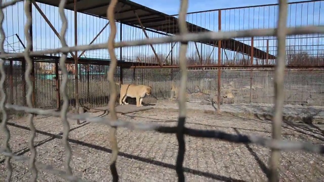 Ласковая Лейла ! смотреть онлайн