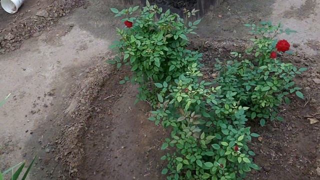Роза Дабл Делайт (все таки пересорт) Акварель) на 31.07.19 и немного других смотреть онлайн