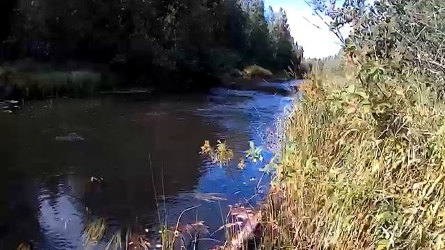 Хариус ~1,2кг. Вологодская обл. р.Колпь. смотреть онлайн