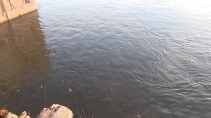 Пробная рыбалка на ельца наживка червяк опарыш 10 мая 2018  Рыбалка река енисей перестраиваем снаст