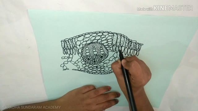 Drawing the transverse section of dicot leaf смотреть онлайн