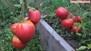 ТОМАТ КРАСНАЯ НЕМЕЦКАЯ КЛУБНИКА. ОБЗОР КУСТА И ПОМИДОР ?.