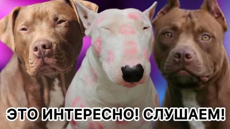 Кинолог про питбулей смотреть онлайн