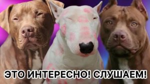 Кинолог про питбулей