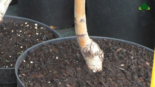 Коллекция груш Более 30 сортов смотреть онлайн