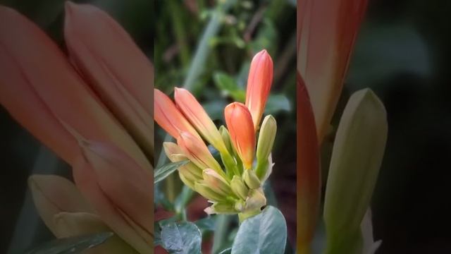 Bush Lily #shortvideo #bushlily #dantesgarden смотреть онлайн