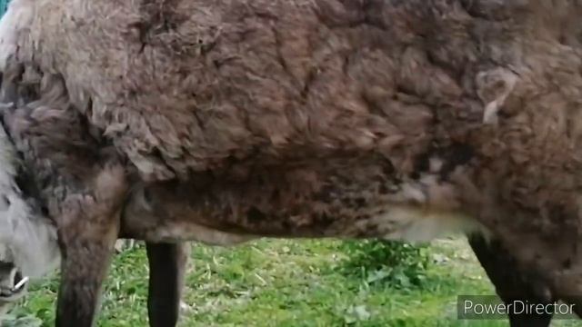 Прогулка с северными оленями. Олени дома. Косуля смотреть онлайн