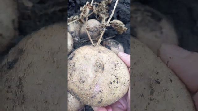 Картофель Синеглазка. Старый сорт. Давно его хотела, купила на Авито, сожалений нет)) смотреть онлайн