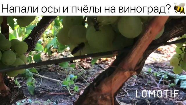 Напали осы и пчёлы на виноград смотреть онлайн