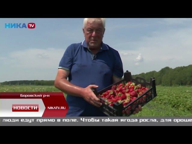 Фермерская клубника Колбеев Дмитрий смотреть онлайн