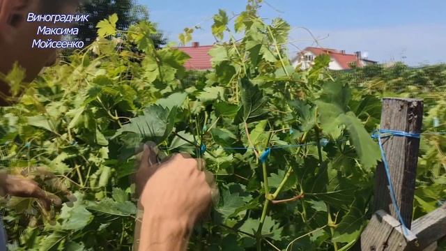 Каталог 2021г.-2022г. Привитые саженцы винограда.