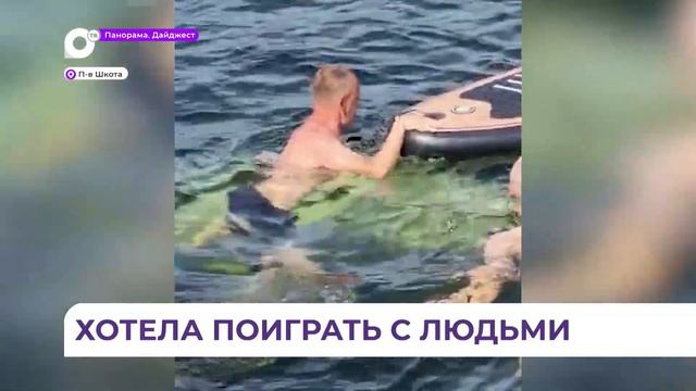 На полуострове Шкота белуха наслаждалась общением с отдыхающими смотреть онлайн