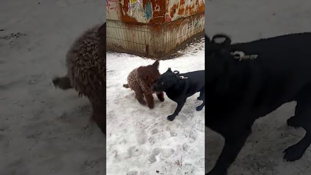 Лаготто романьоло, lagotto romagnolo. Итальянская водяная собака смотреть онлайн