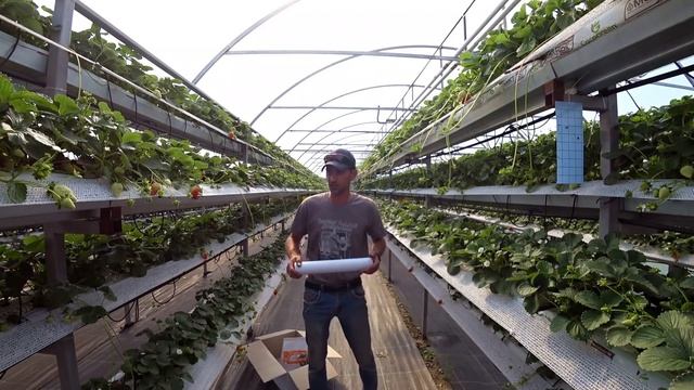 ХИЩНИКИ. Энтомофаги. Что это такое??? смотреть онлайн