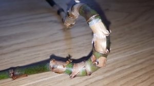 Золотой ус. 2 способа укоренения - в воде и в земле. ???