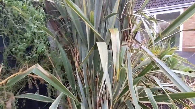 Top 5 plants to give your tropical garden winter interest (and how to get them for FREE!) смотреть онлайн