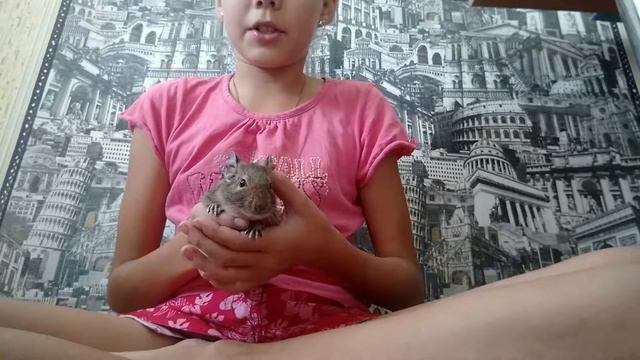 Мои домашние животные смотреть онлайн