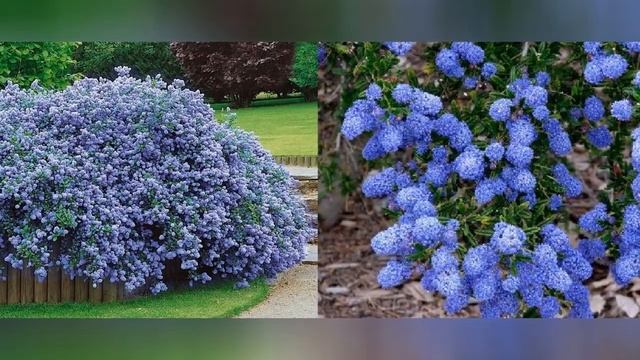КРАСНОКОРЕННИК  (CEANOTHUS)  сем. Крушинных