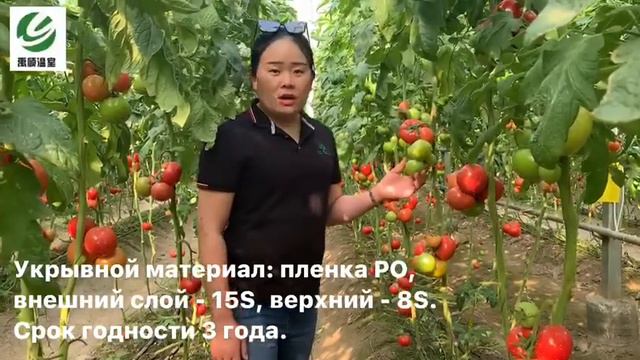 Greenhouse#issiqxona, #теплица #теплицы #greenhouse  #uzbekistan