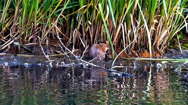 Лесные Друзья