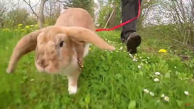 10 причин купить кролика - Интересные факты! смотреть онлайн