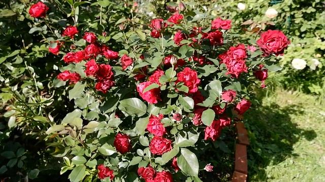 Роза Hommage a Barbara смотреть онлайн