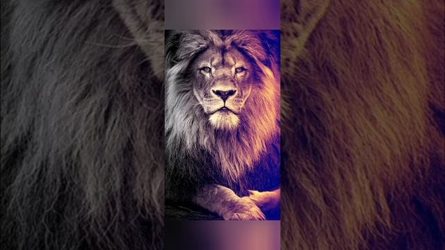 Lion song смотреть онлайн