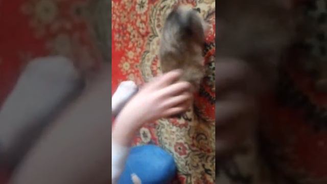 Щенок шарпей в перемешку с дворнягой смотреть онлайн