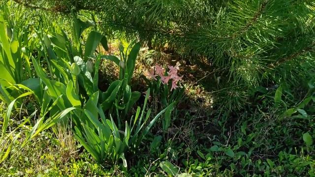 Курятник по - быстрому. Часть 3/ Купили дом в деревне смотреть онлайн