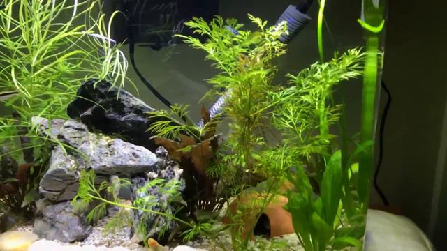 16 gallon aquarium apisto fire reds #3 смотреть онлайн