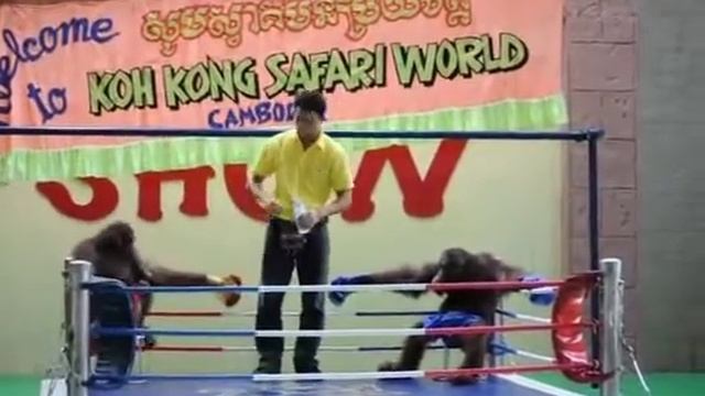 Orangutan Boxing |Бокс Орангутанов |Шоу Орангутанов
