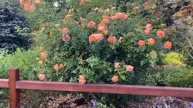 Lady of Shalott Rose - second flush of bloom смотреть онлайн
