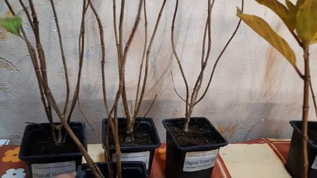 Распаковка посылки с саженцами гортензии метельчатой. В этот раз ждала она меня. смотреть онлайн